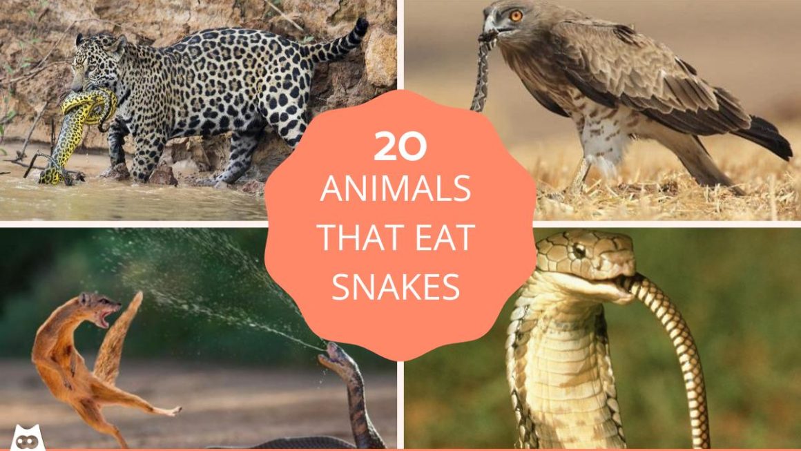 7 Amazing Facts About What Animals Eat Snakes in the Wild