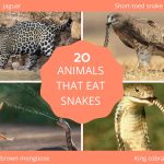 what animals eat snakes