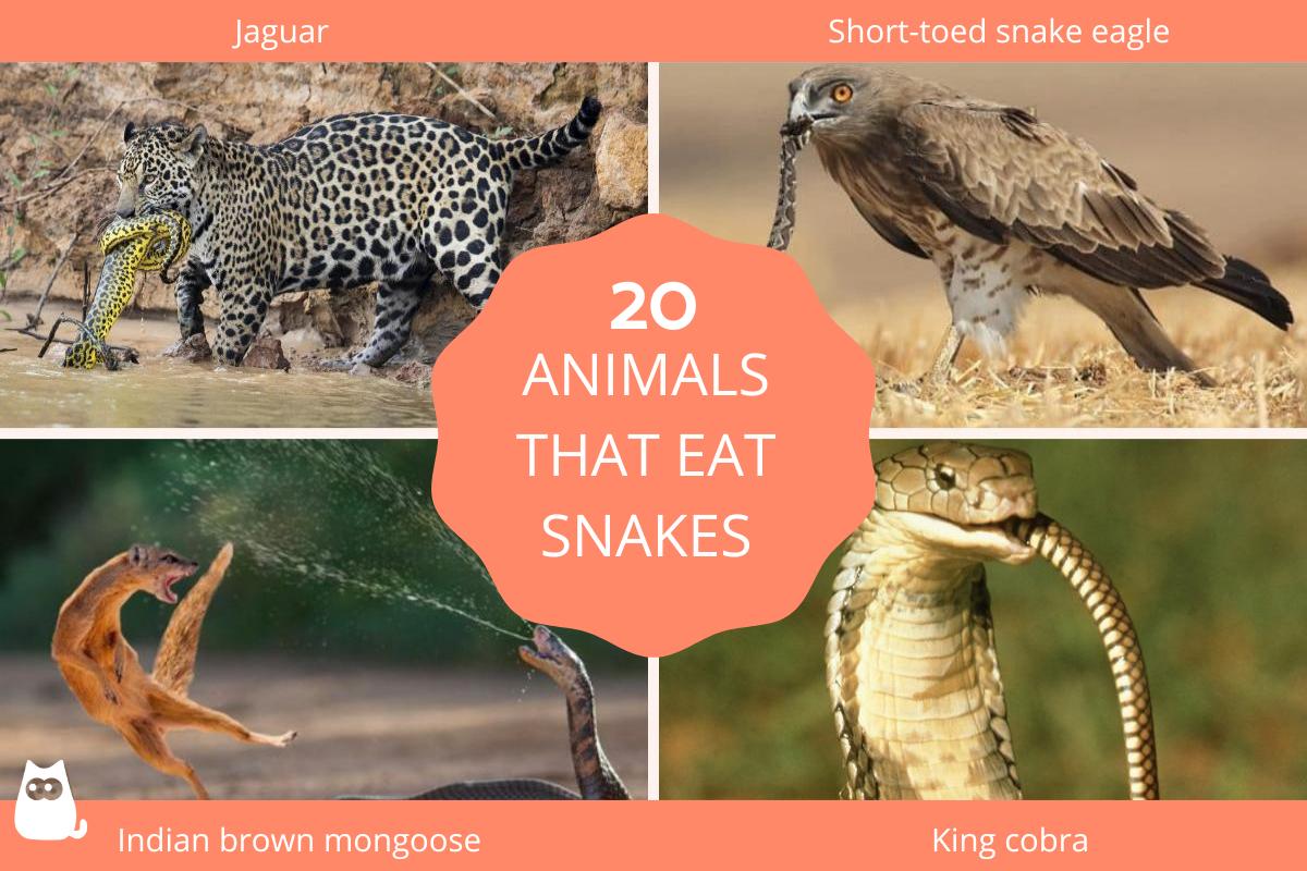 what animals eat snakes