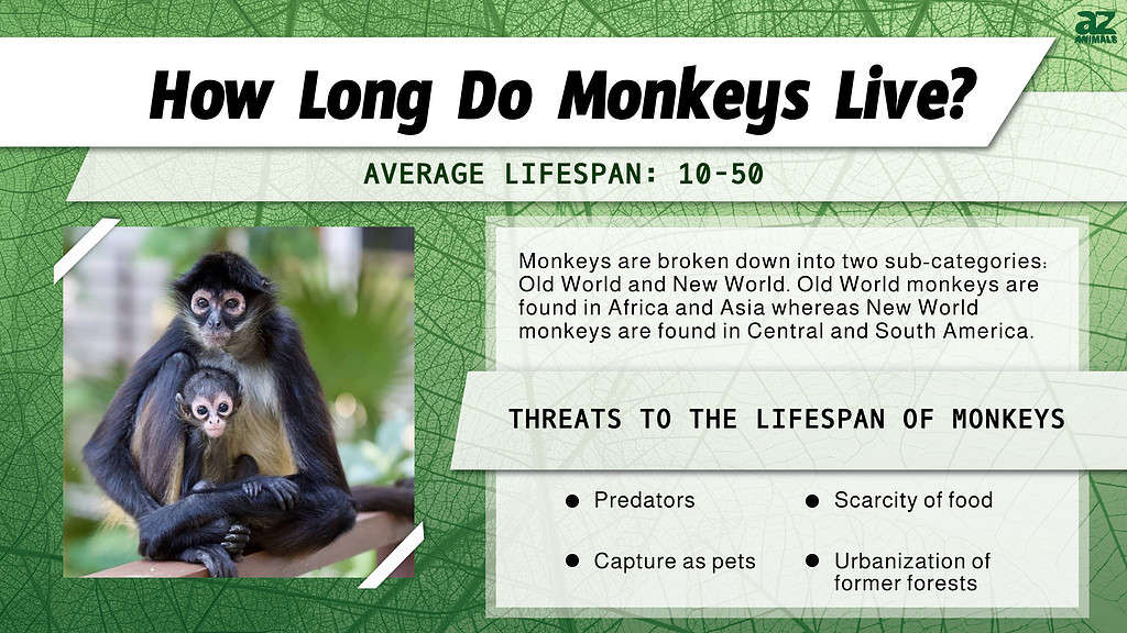 how long do monkeys live