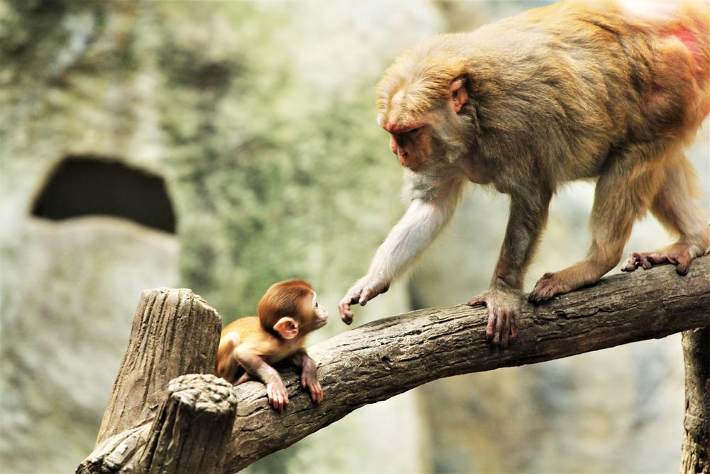 how long do monkeys live