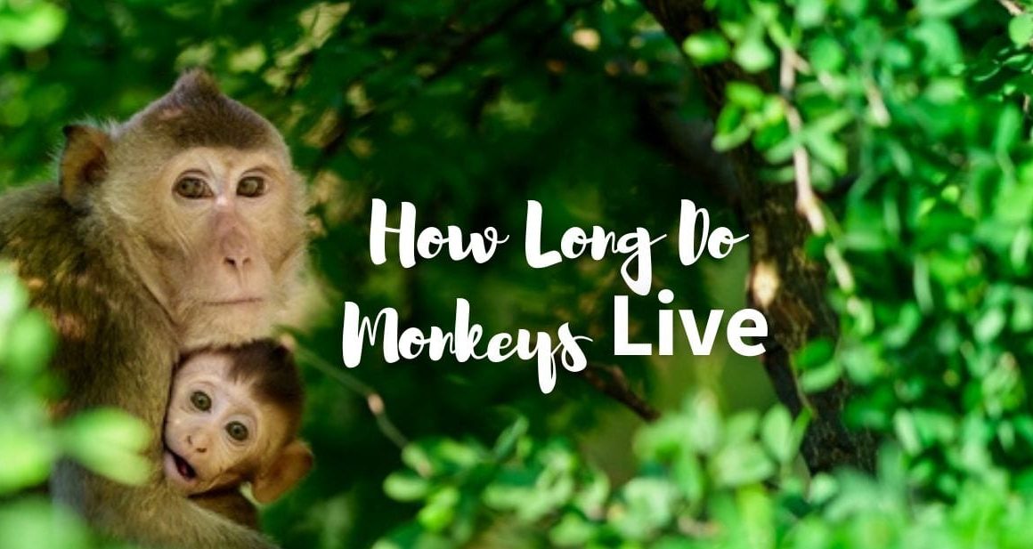 How Long Do Monkeys Live? A Journey Through the Jungle of Time