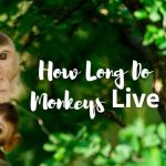how long do monkeys live