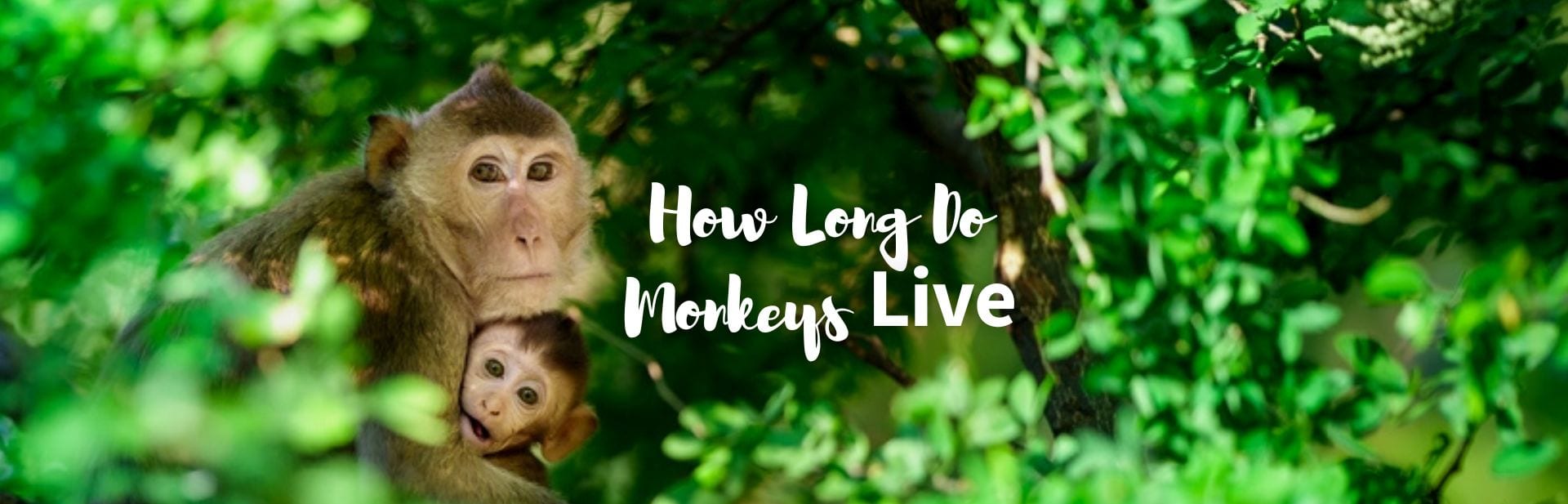 how long do monkeys live