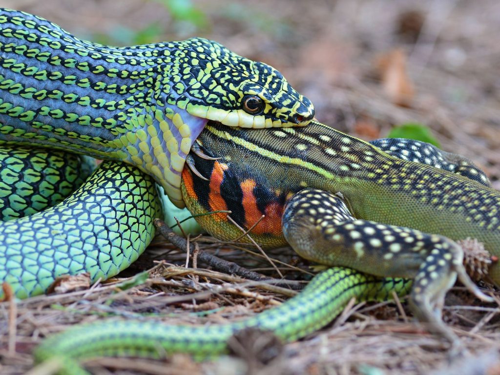 what animals eat snakes