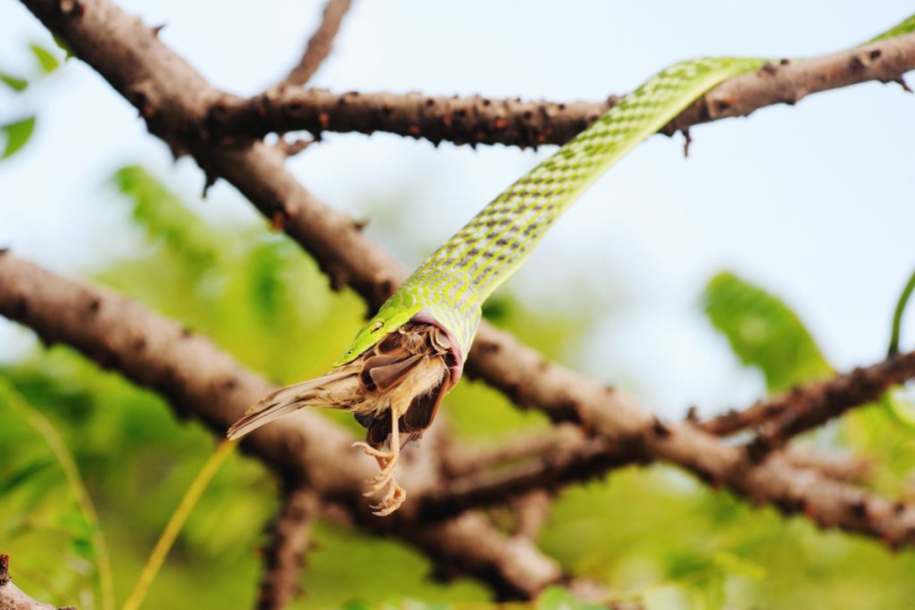 what animals eat snakes