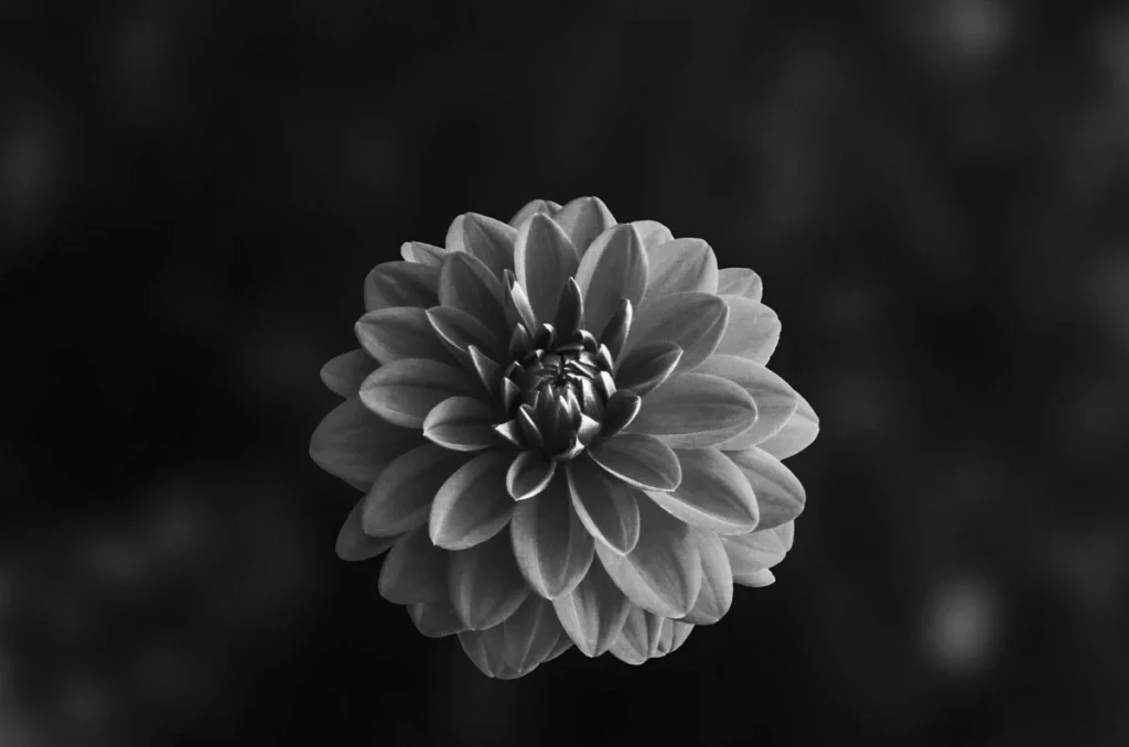 black dahlia flower