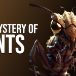 how many legs does an ant have
