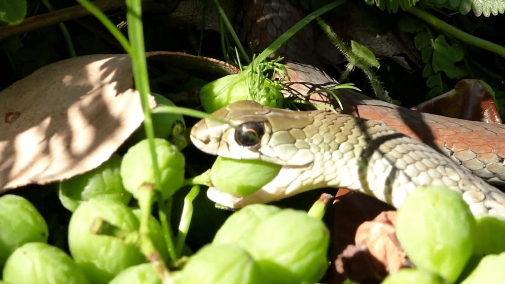 what eat snakes