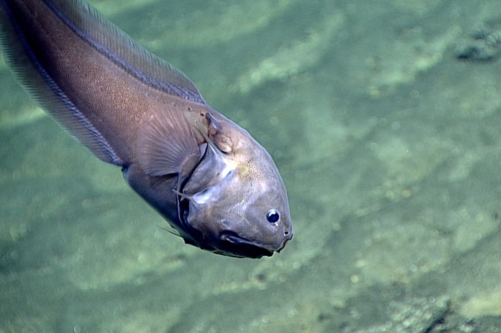 bony eared assfish