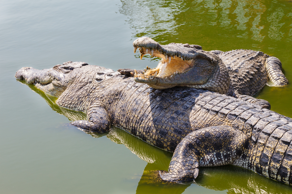 how long can crocodiles live