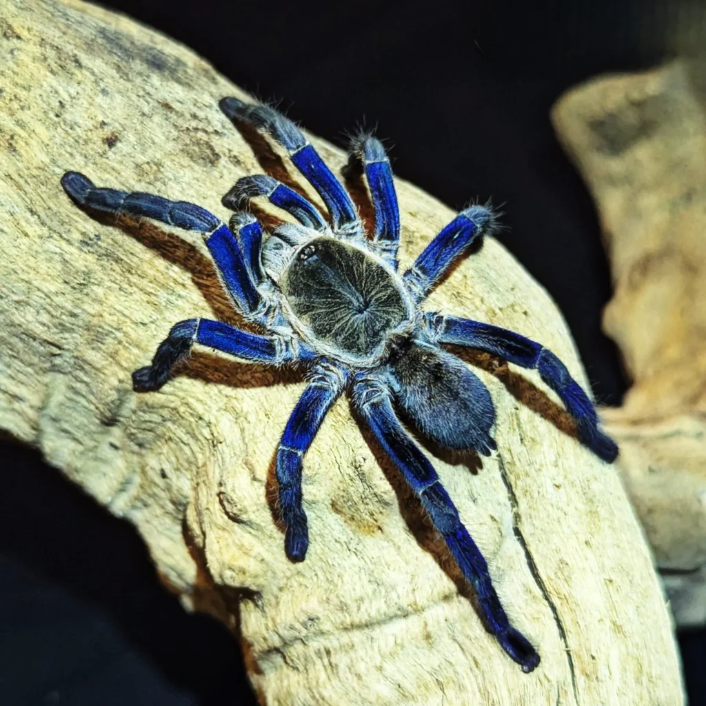 blue spider