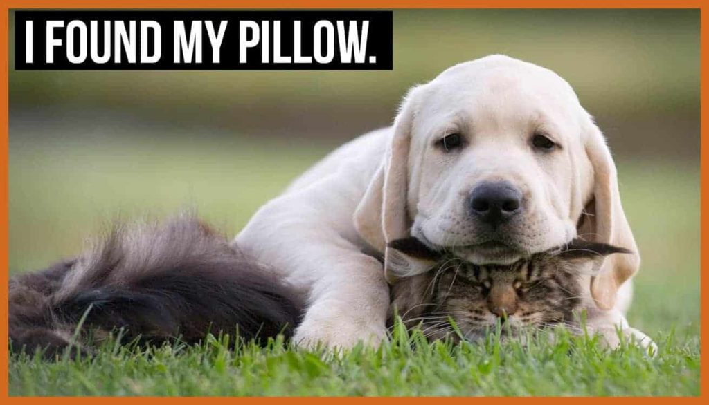 dog memes