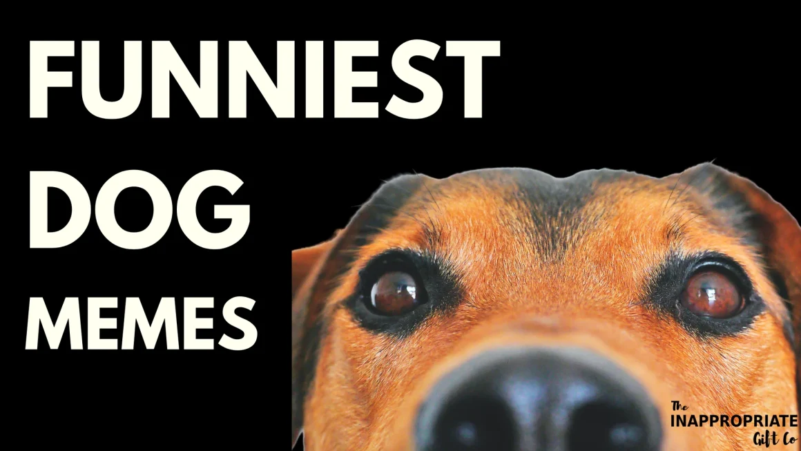 7 Hilarious Dog Memes That Will Instantly Brighten Your Day
