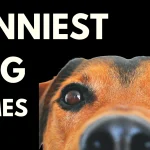 dog memes