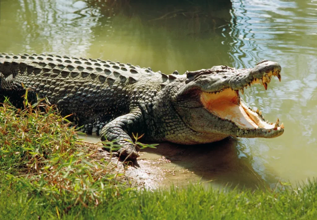 how long can crocodiles live
