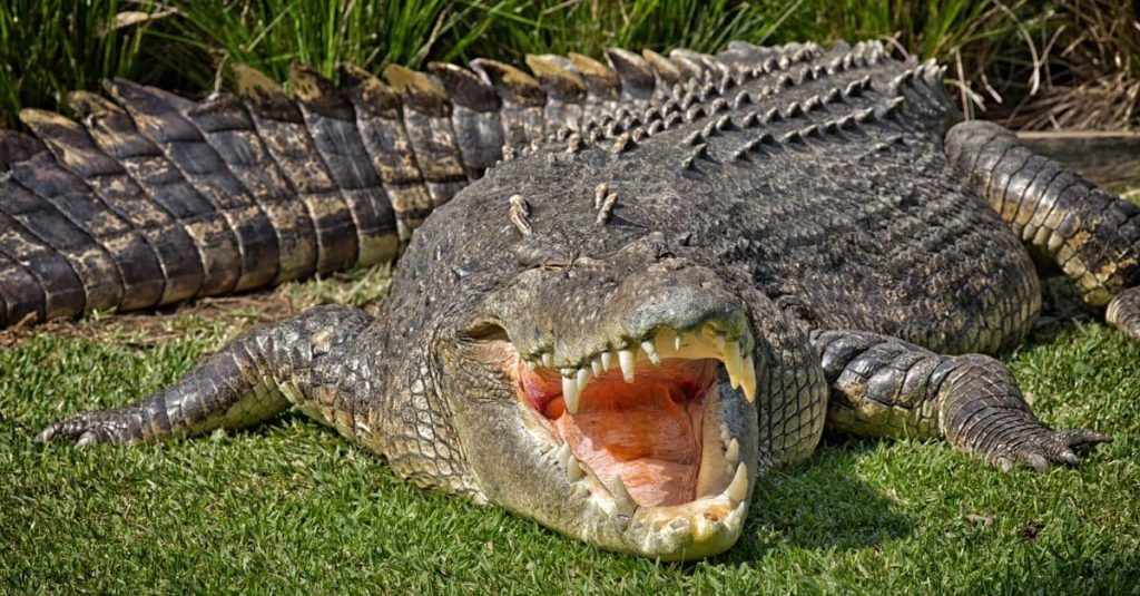 The Shocking Truth: 7 Amazing Facts About How Long Can Crocodiles Live