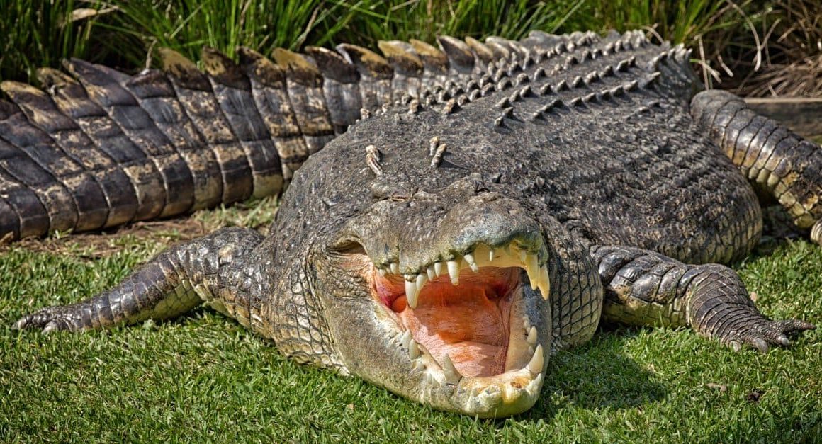 how long can crocodiles live