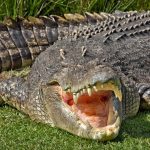 how long can crocodiles live