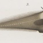 bony eared assfish