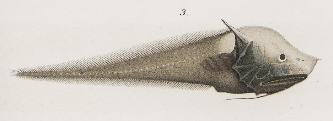 7 Shocking Facts About the Bony Eared Assfish That Will Blow Your Mind