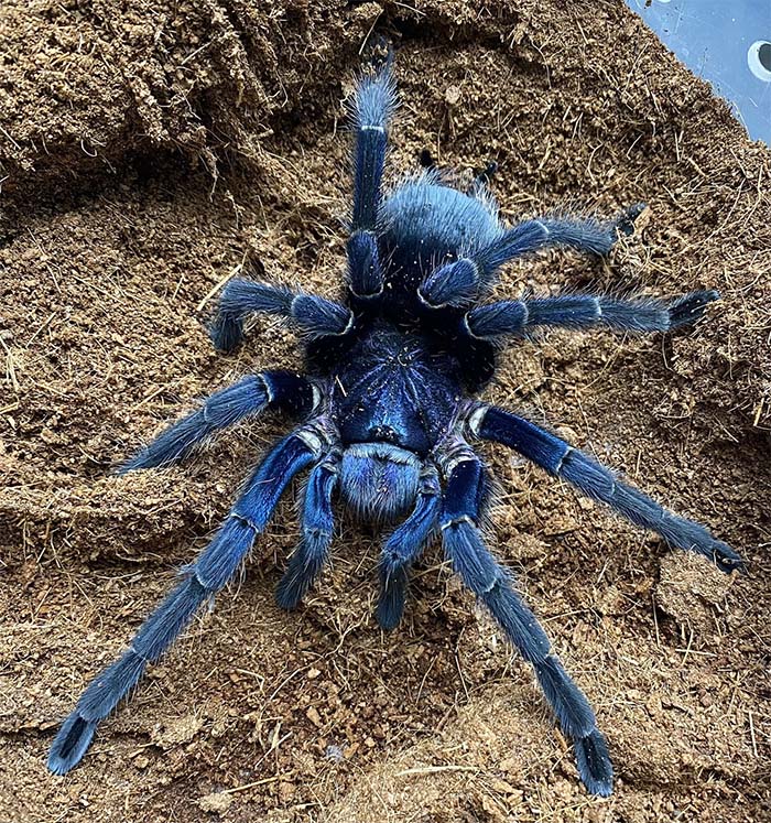 blue spider