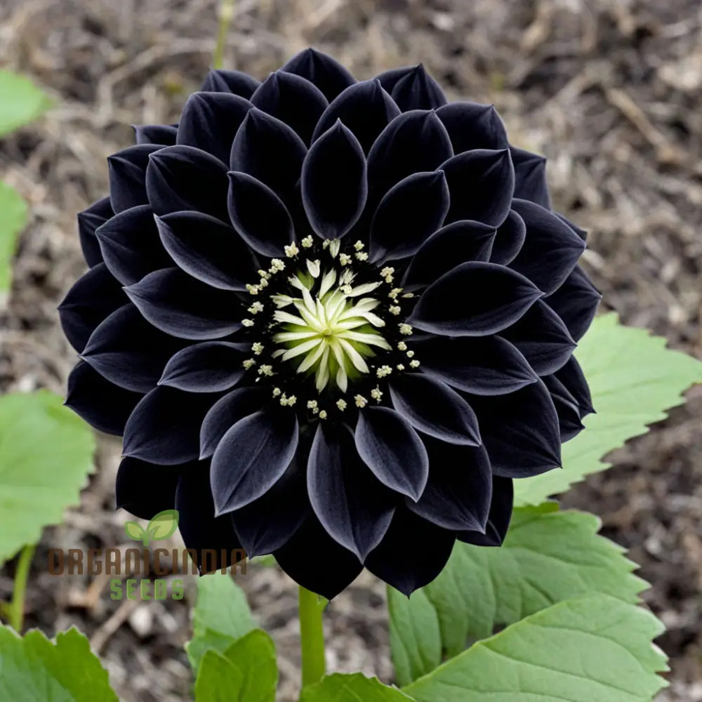 black dahlia flower