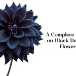 black dahlia flower