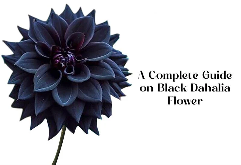 7 Stunning Secrets of the Black Dahlia Flower Meaning & Care