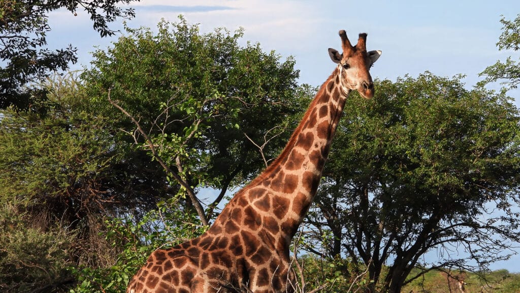 how long do giraffes live