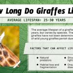 how long do giraffes live