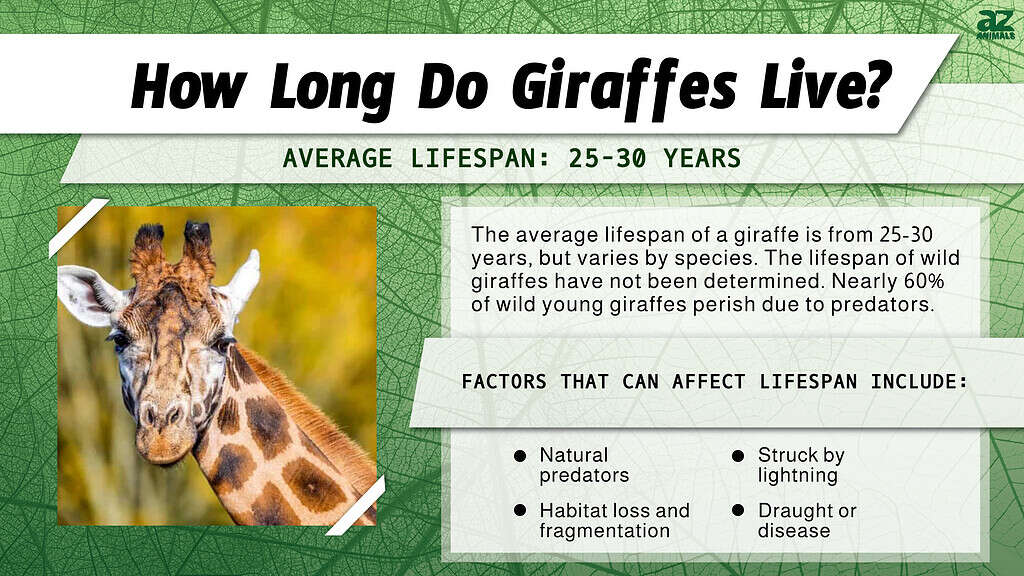 how long do giraffes live