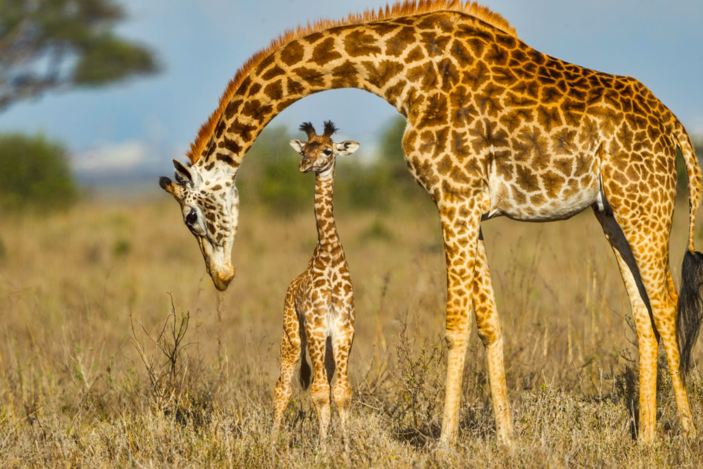 how long do giraffes live