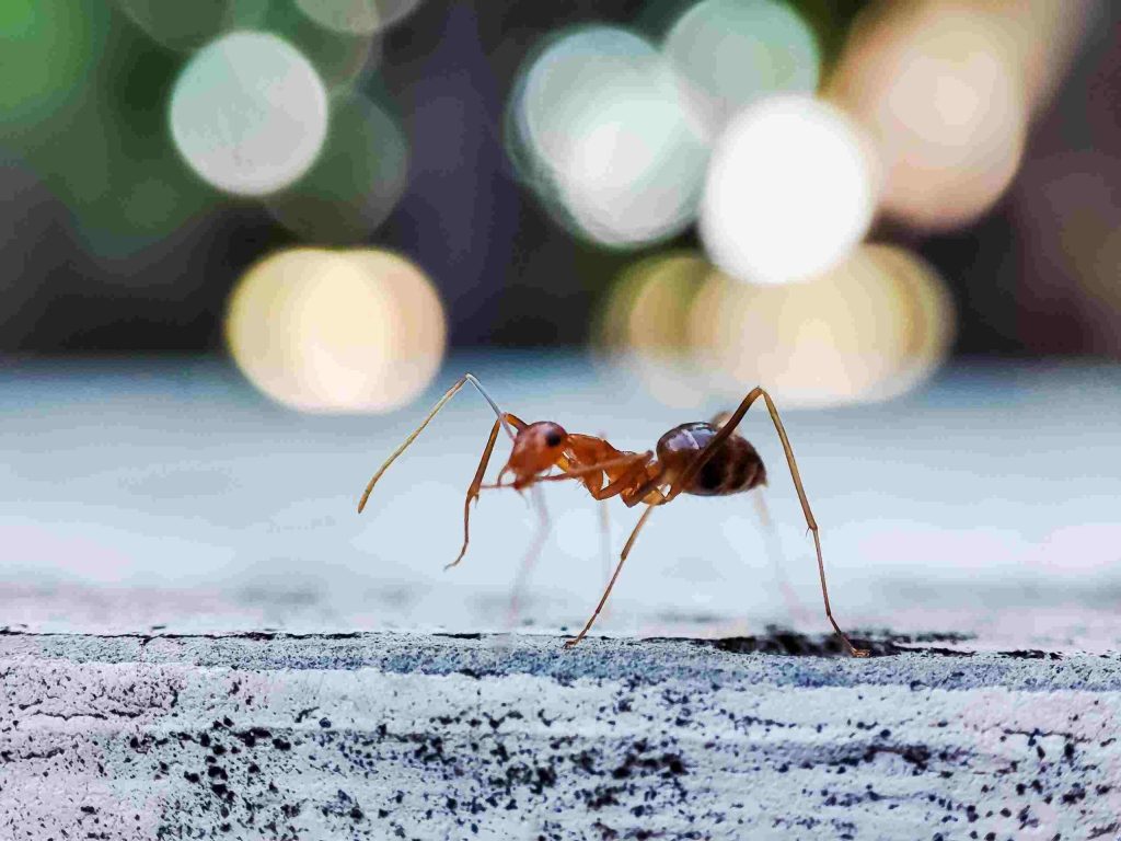 how many legs does an ant have