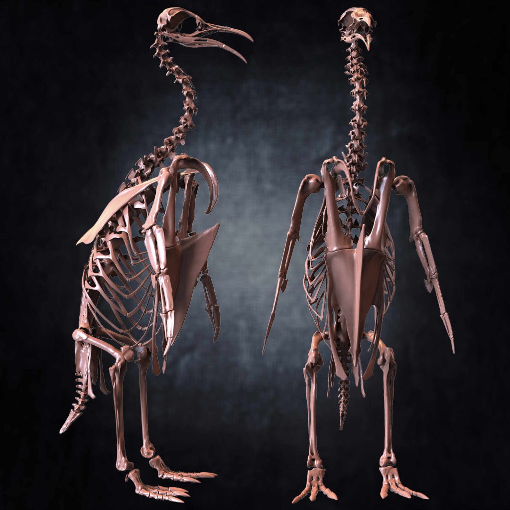 penguin skeleton
