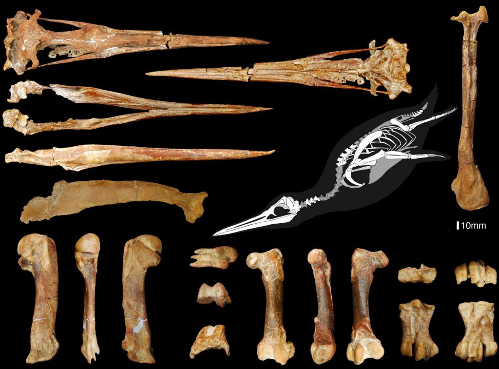 penguin skeleton