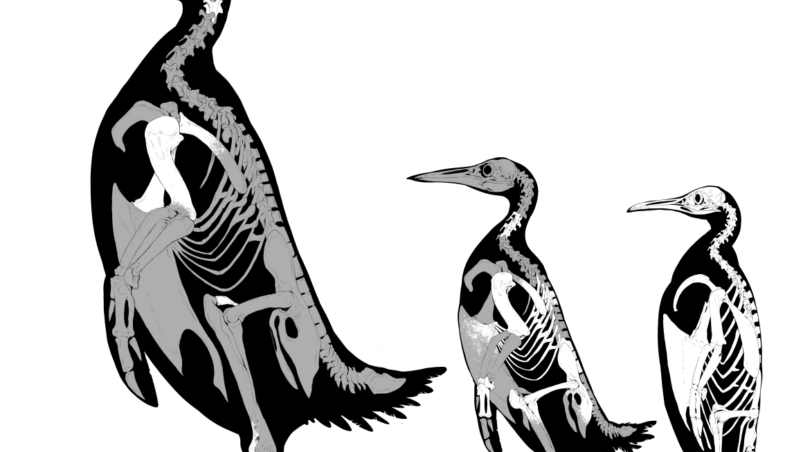 10 Fascinating Facts About the Penguin Skeleton That Will Amaze You
