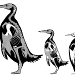 penguin skeleton