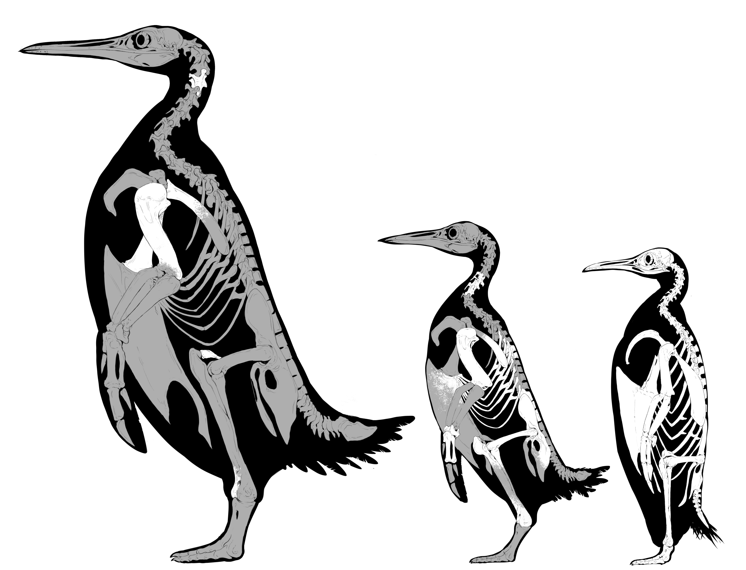 penguin skeleton