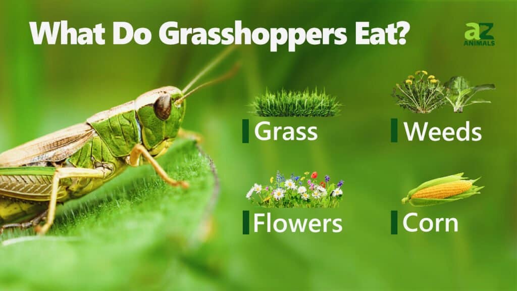 what do grasshoppers eat