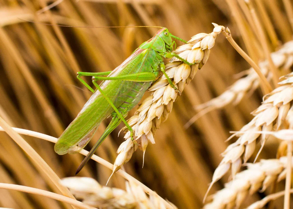 what do grasshoppers eat