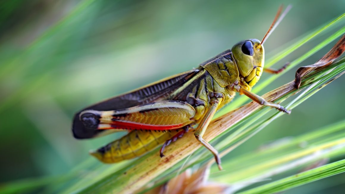 7 Amazing Facts About What Do Grasshoppers Eat: Discover Their Surprising Diet!