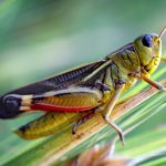 what do grasshoppers eat