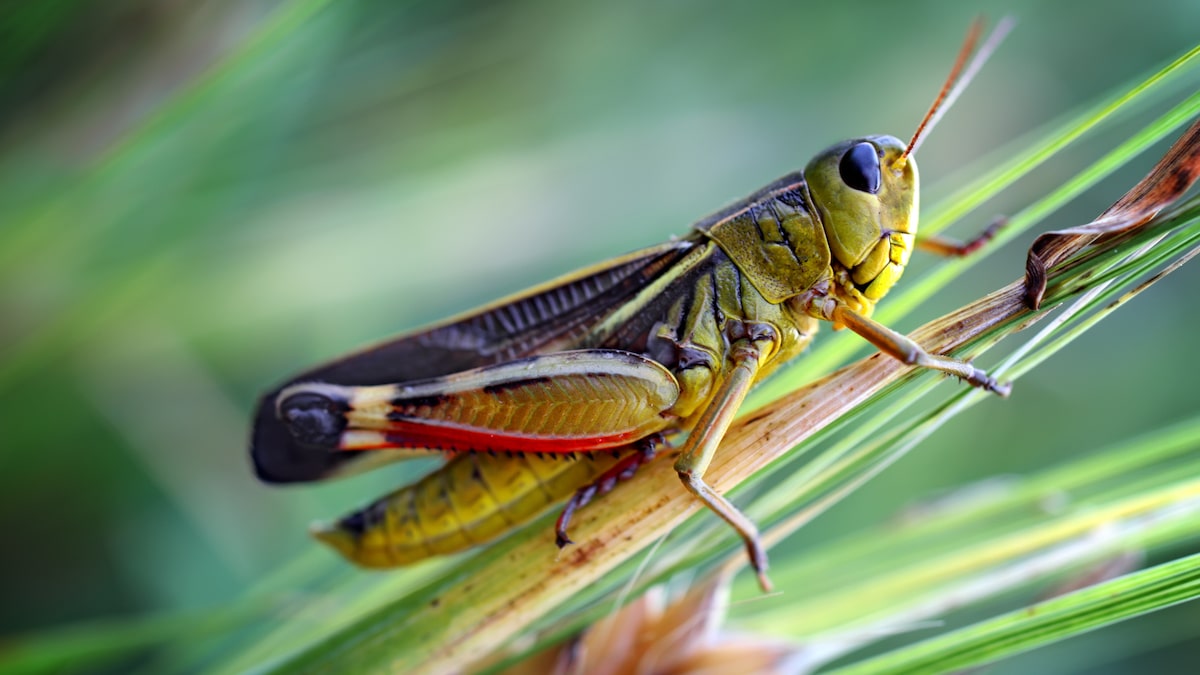what do grasshoppers eat