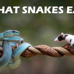 what eat snakes