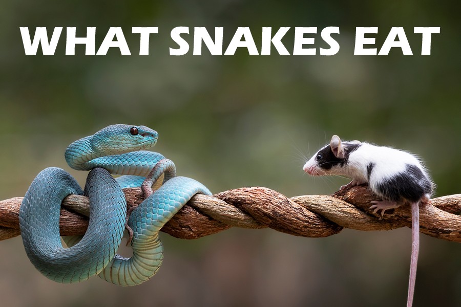 what eat snakes